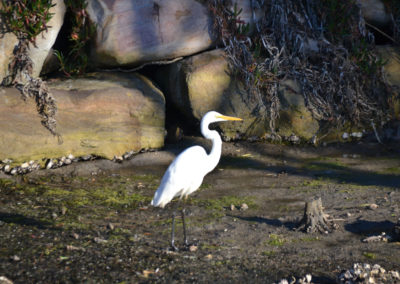 River Birds